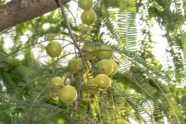 amla